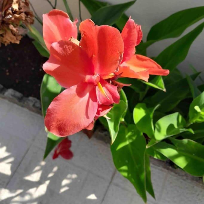 Aldeia do Mato  Paradise House - Apartment In Villa With Private Pool And Private Garden מראה חיצוני תמונה